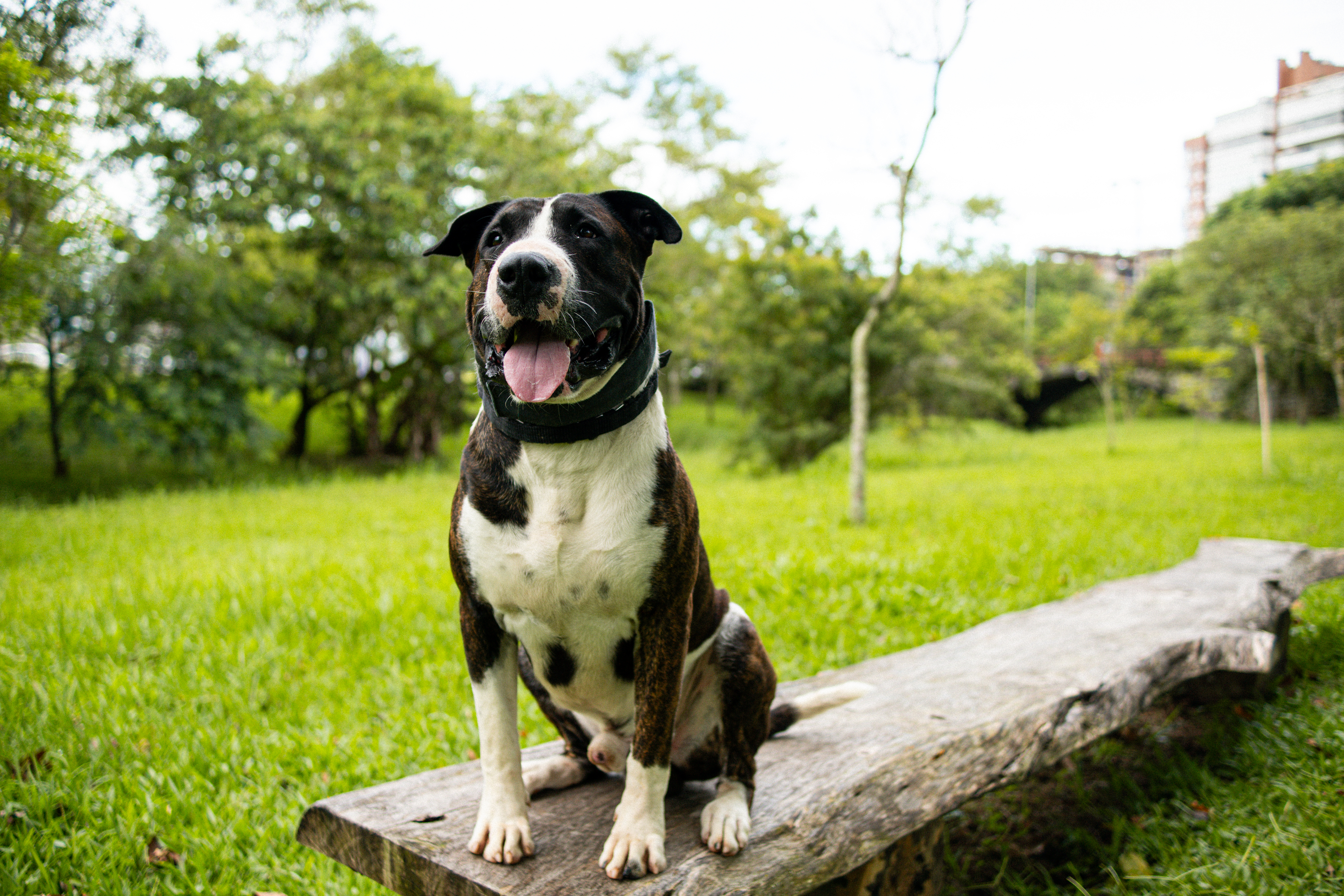 Treinador da Colzani conduzindo sessão prática com cão no parque