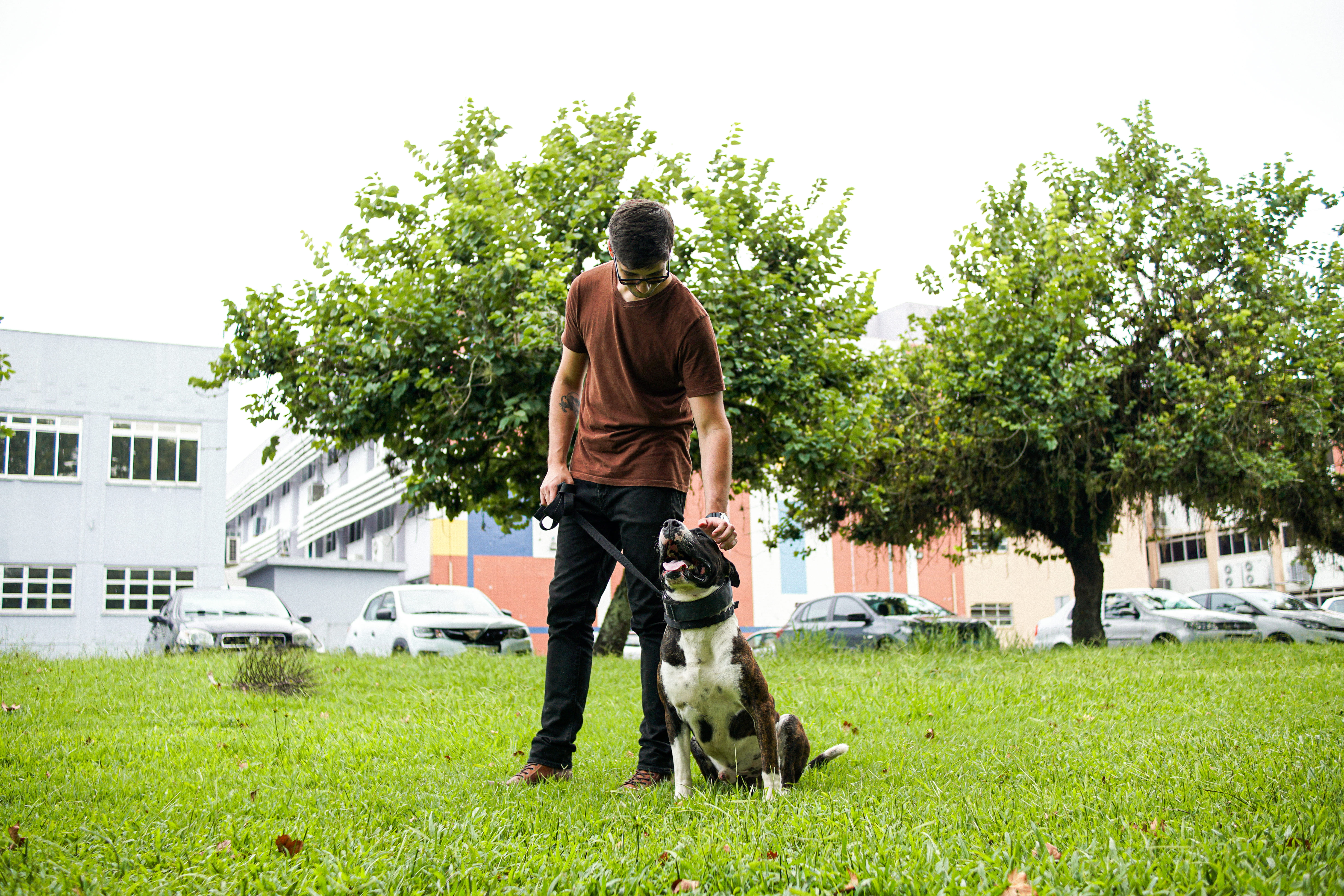 Cão caminhando livre e tranquilo ao lado do tutor em uma trilha na natureza